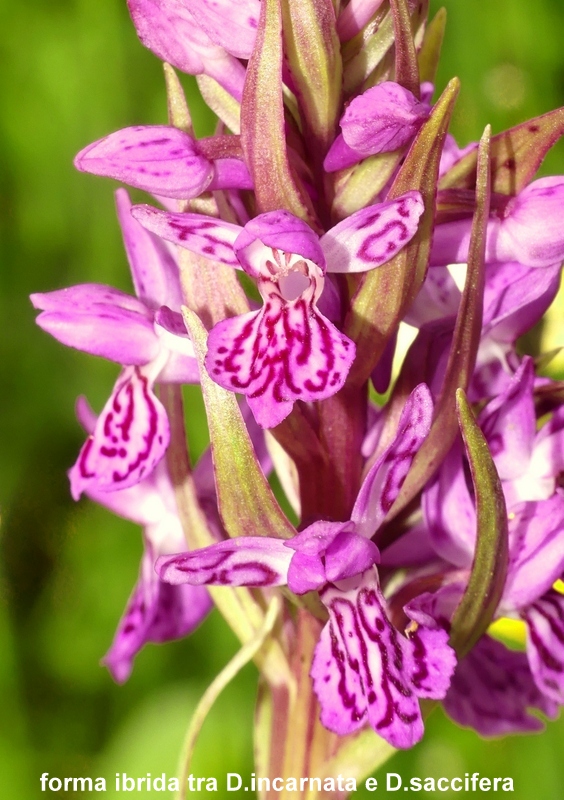 Una giornata tra le orchidee da Villetta Barrea a Scanno - 16 giugno 2021